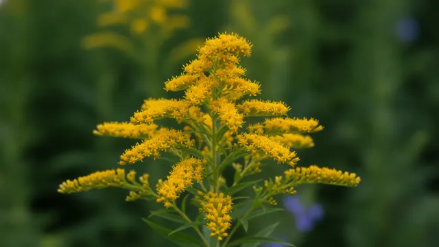 Goldenrod