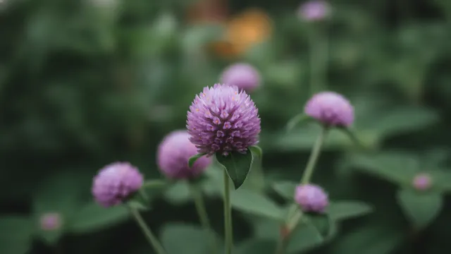 Purple Globe Amaranth