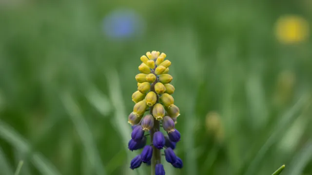 Golden Fragrance