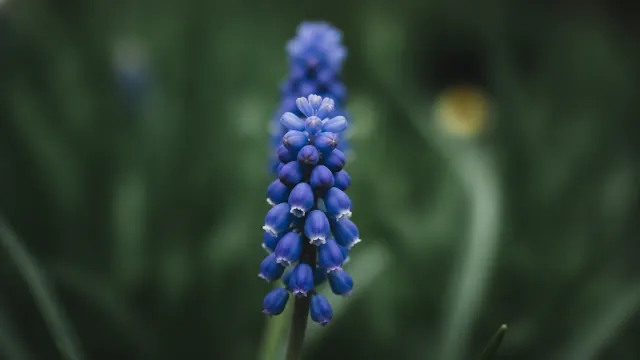 Grape Hyacinth