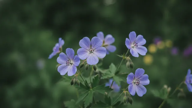 Johnson's Blue