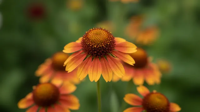 Sneezeweed