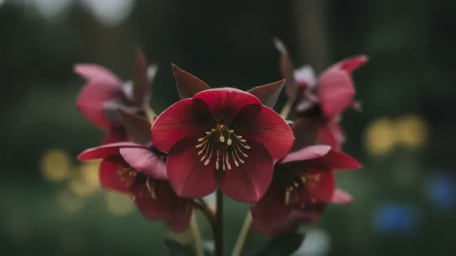 Anna's Red