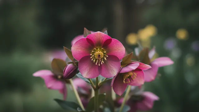 Hellebore