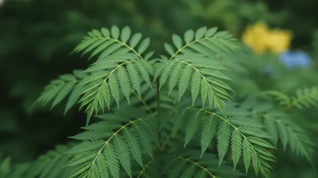 Eastern Hemlock