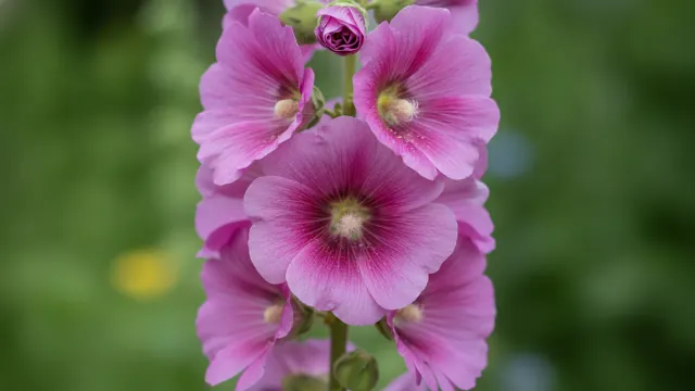 Chater's Double Violet