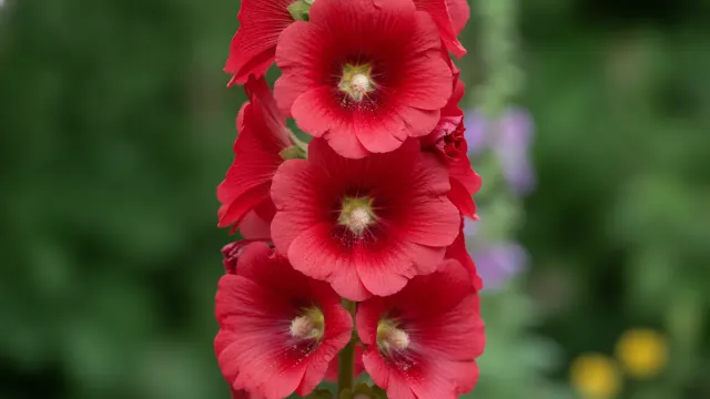 Chater's Double Red