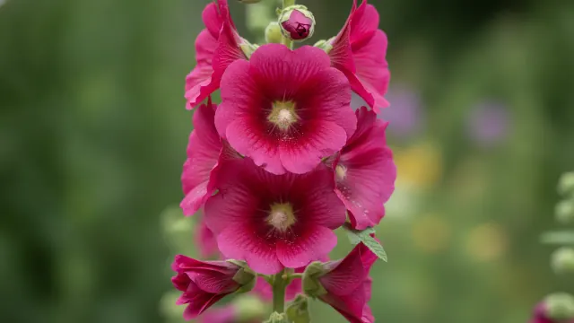 Hollyhock