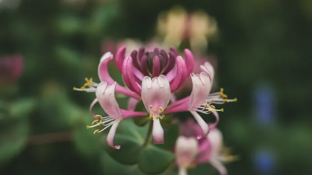 Goldflame Honeysuckle