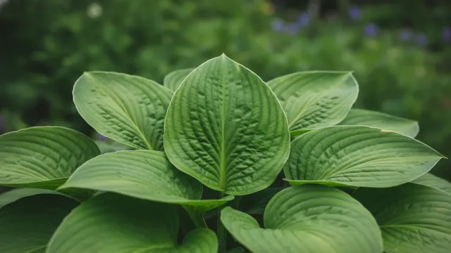 Hosta
