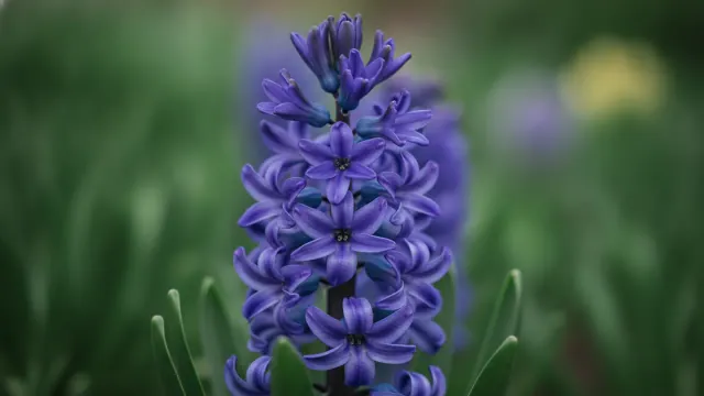 Blue Jacket