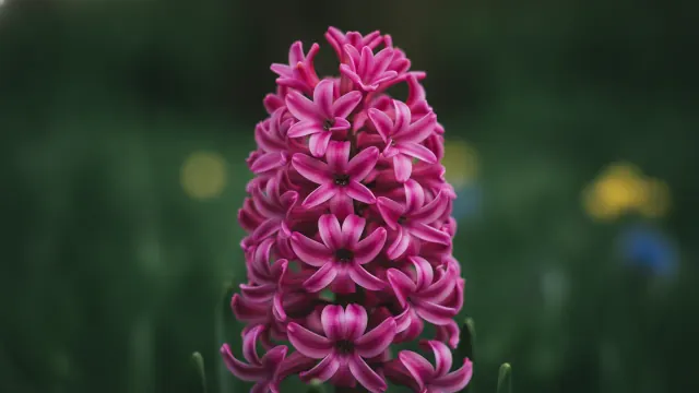 Pink Pearl