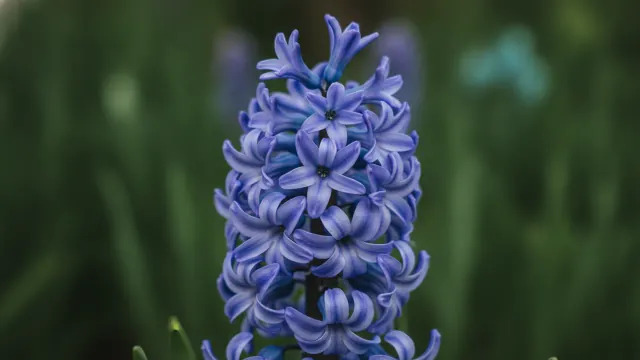 Hyacinth