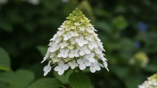 Panicle Hydrangea