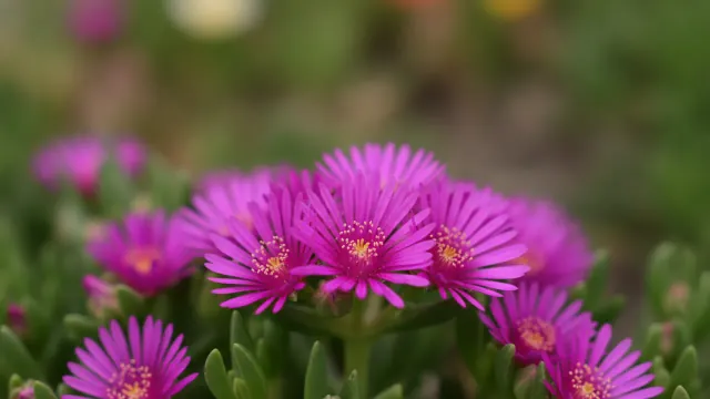 Ice Plant