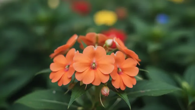 New Guinea Orange