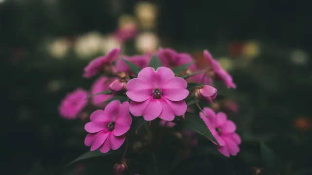 Rose Impatiens