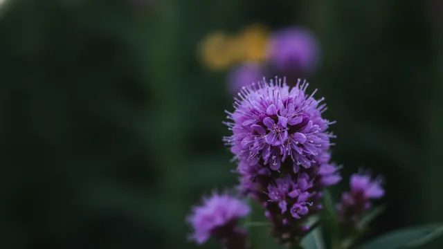 Ironweed