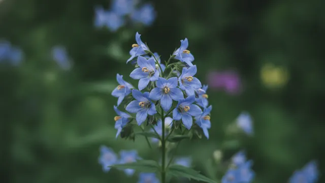 Jacob's Ladder