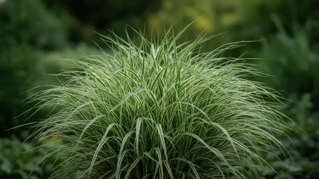 Albostriata