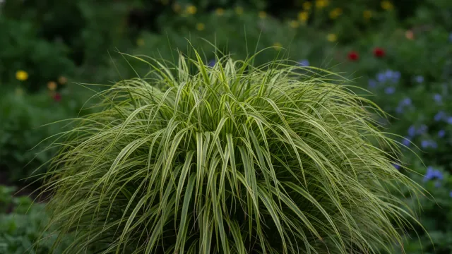 Japanese Forest Grass