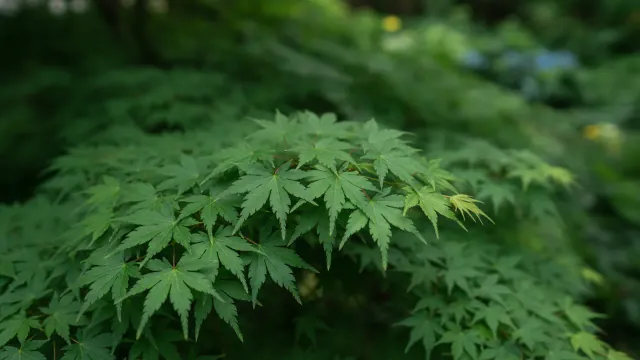 Japanese Maple