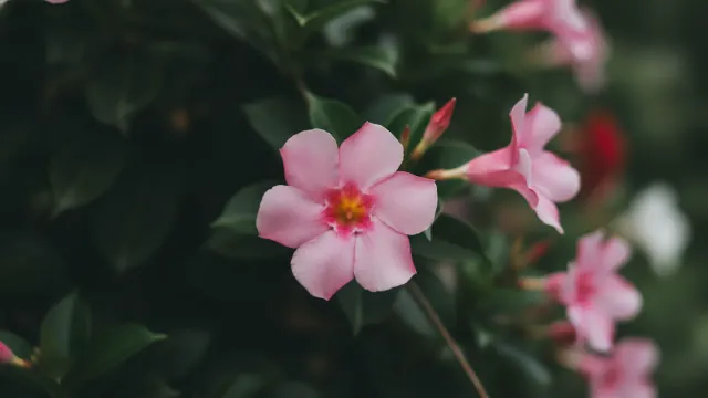 Pink Jasmine