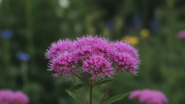 Joe Pye Weed