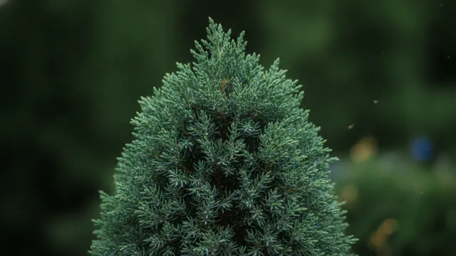 Blue Point Juniper