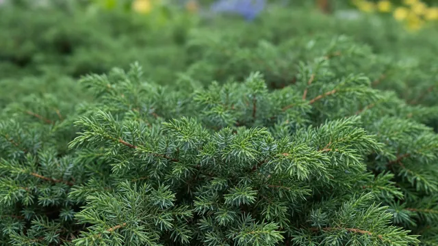 Blue Rug Juniper