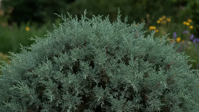 Grey Owl Juniper