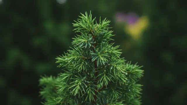 Juniper
