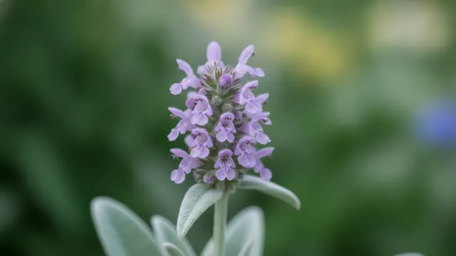 Lamb's Ear