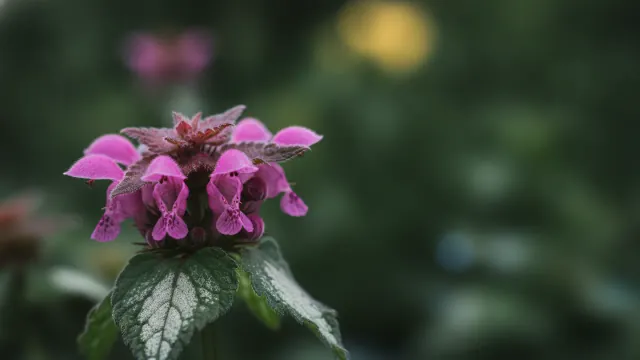 Dead Nettle
