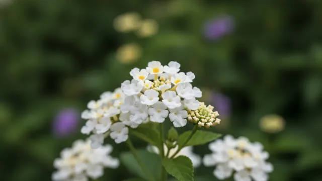 Lucky White