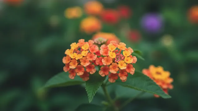 Lantana