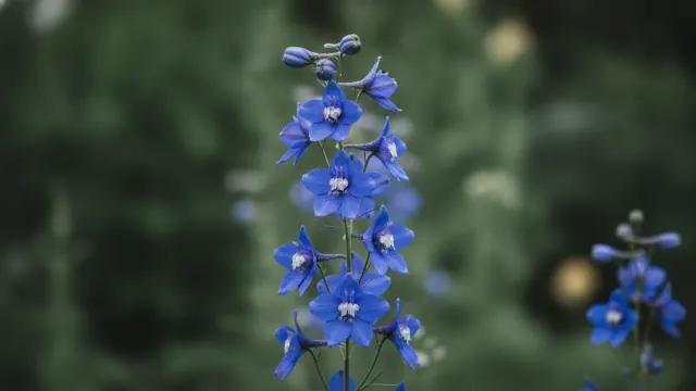 Blue Larkspur