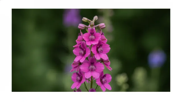 Pink Larkspur