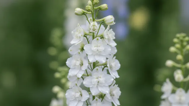 White Larkspur