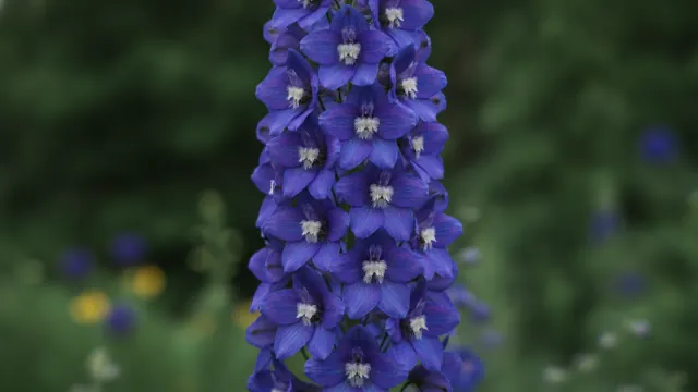 Larkspur