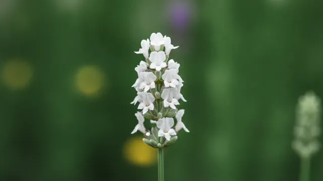 Edelweiss