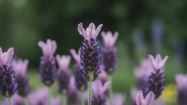 Spanish Lavender