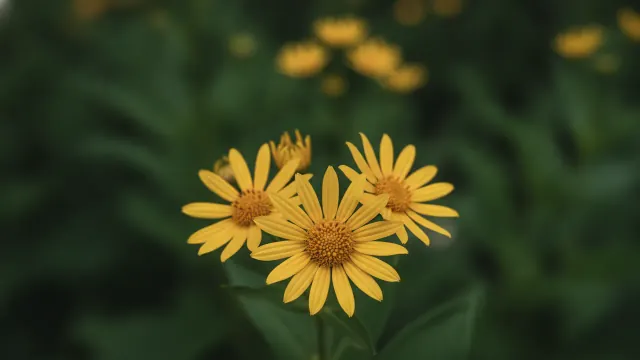 Ligularia