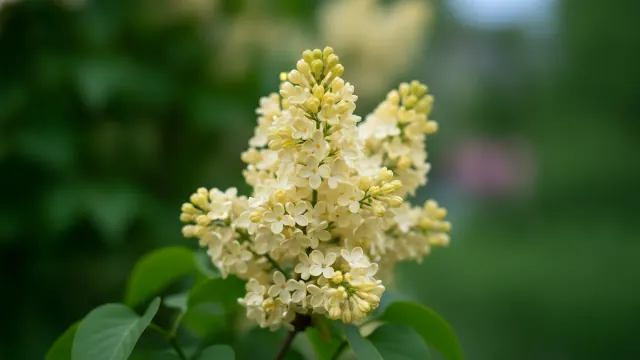 Primrose