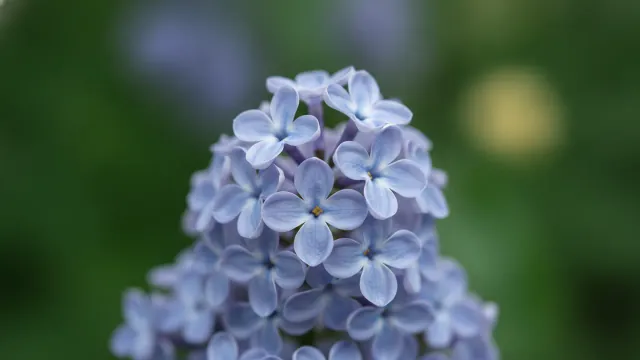 Wedgwood Blue
