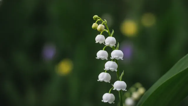 Lily of the Valley