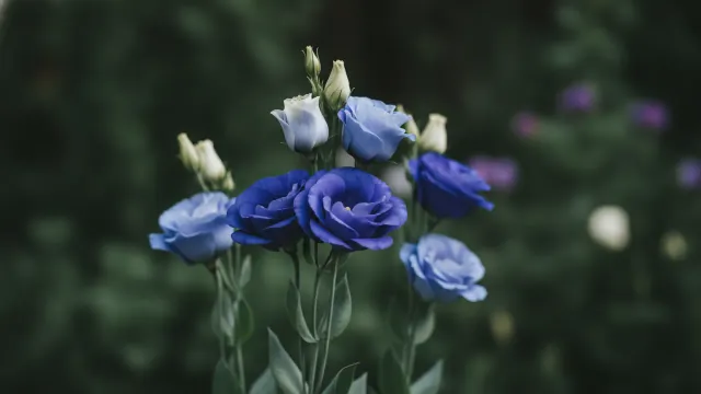 Blue Lisianthus