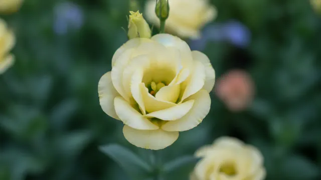 Cream Lisianthus