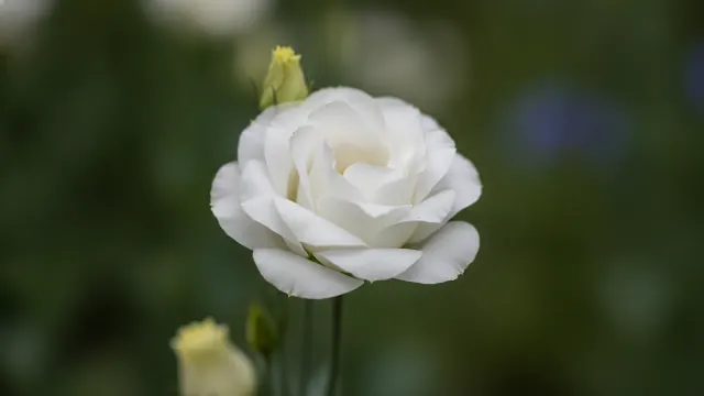 White Lisianthus