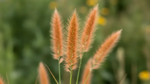 Little Bluestem